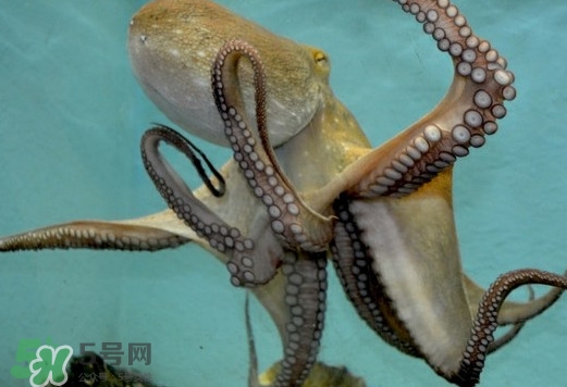 章魚是烏賊嗎？章魚與烏賊的區(qū)別
