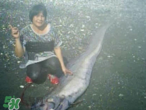 皇帶魚好吃嗎？皇帶魚和帶魚的區(qū)別