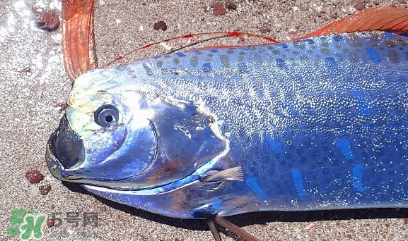 皇帶魚吃什么？皇帶魚吃人嗎？