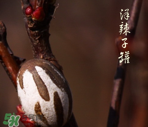 洋辣子罐怎么吃？洋辣子罐有什么營養(yǎng)價(jià)值