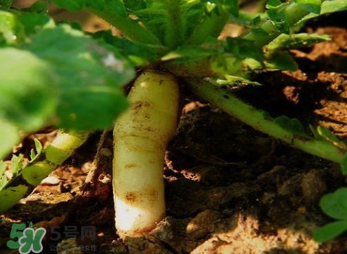 頭伏蘿卜二伏菜是什么意思？頭伏種什么菜？