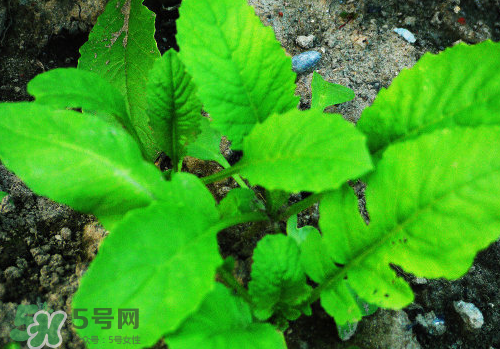 頭伏蘿卜二伏菜是什么意思？頭伏種什么菜？