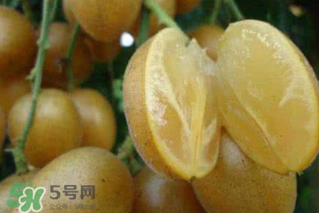 黃皮果可以減肥嗎？黃皮果能減肥嗎