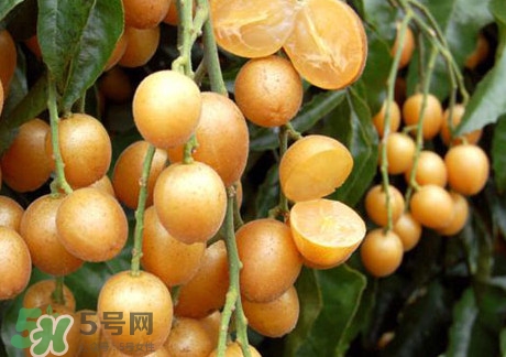 黃皮果可以放冰箱嗎？黃皮果可以放多久