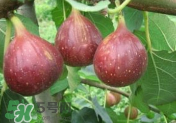 無(wú)花果什么品種最好？無(wú)花果哪種品種好吃