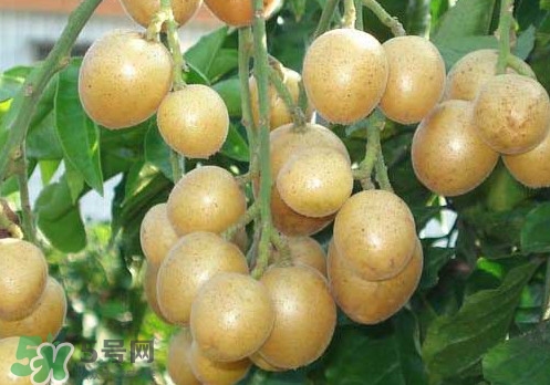 黃皮果可以放冰箱嗎？黃皮果可以放多久