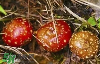 野地瓜是什么？野地瓜好吃嗎