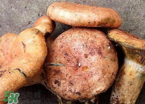 重陽菌可以種植嗎？重陽菌為什么不能人工種植？