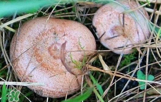 樅樹菌幾月才有？樅樹菌什么時候才有