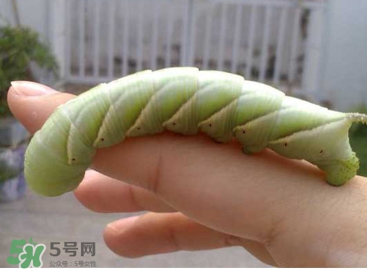豆丹是什么？豆丹多少錢一斤？