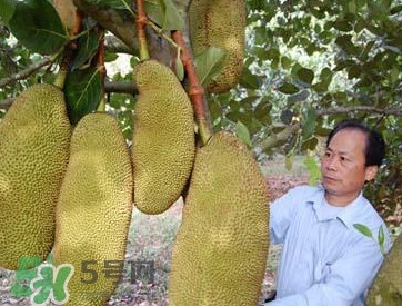 木菠蘿怎樣才算熟？木菠蘿怎么切？