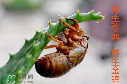知了吃什么？知了吃什么食物？