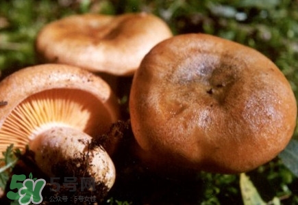 重陽菌怎么做好吃？吃重陽菌有什么好處