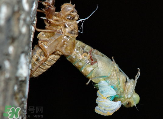 金蟬什么時(shí)候出來？金蟬什么時(shí)候出土？