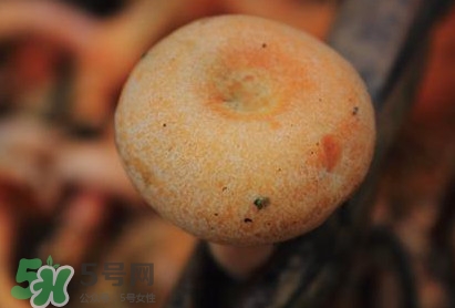 重陽菌可以種植嗎？重陽菌為什么不能人工種植？