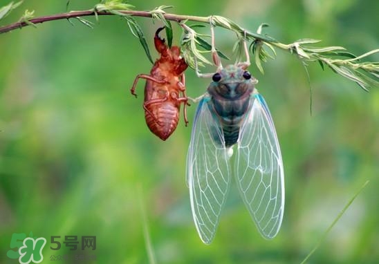 金蟬什么時(shí)候出來？金蟬什么時(shí)候出土？