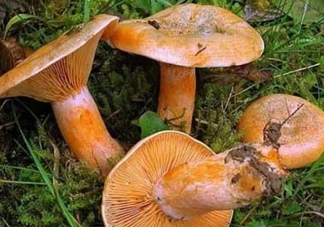 樅樹菌可以人工種植嗎？怎么鑒別樅樹菌是否有毒
