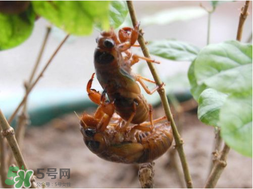 知了猴可以人工養(yǎng)殖嗎？知了猴怎么養(yǎng)殖？