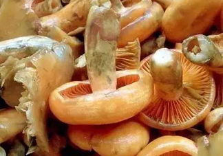 樅樹菌不能與什么同食？樅樹菌不能和什么一起吃