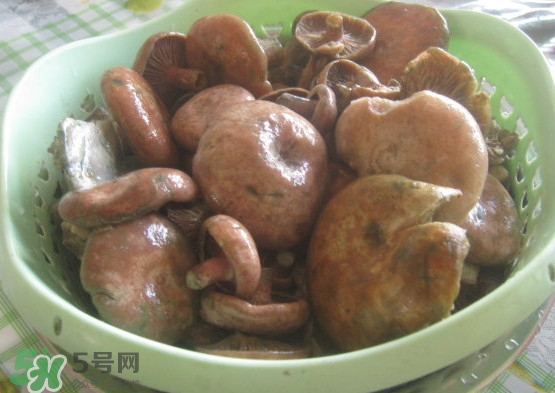 重陽(yáng)菌多少錢一斤？重陽(yáng)菌怎么清洗