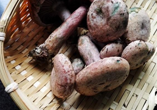 重陽菌怎么做好吃？吃重陽菌有什么好處