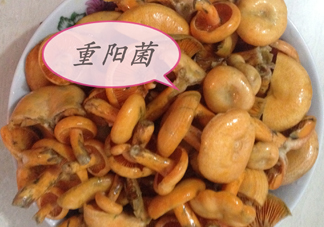 重陽菌多少錢一斤？重陽菌怎么清洗