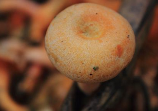 重陽菌可以種植嗎？重陽菌為什么不能人工種植？