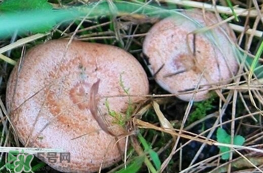 重陽菌怎么做好吃？吃重陽菌有什么好處