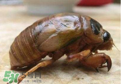 幼蟬猴多少錢一斤？幼蟬猴幾月份有