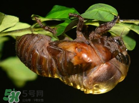 蟬蛹里面黑色的能吃嗎？蟬蛹是怎么形成的