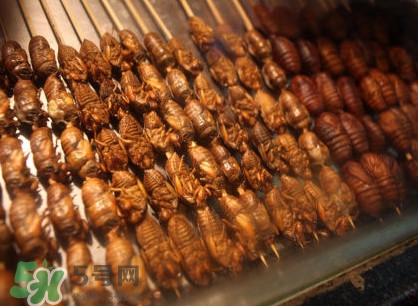 蟬蛹吃什么部位？蟬蛹都有哪些營養(yǎng)價(jià)值
