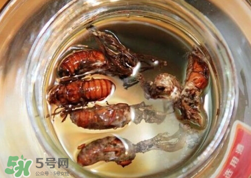 知了猴可以泡酒嗎？金蟬可以泡酒嗎？
