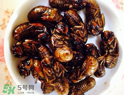 知了猴可以泡酒嗎？金蟬可以泡酒嗎？