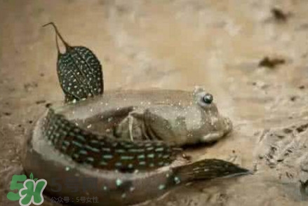 彈涂魚能吃嗎？彈涂魚怎么抓