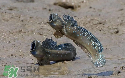 彈涂魚多少錢一斤？彈涂魚有毒嗎