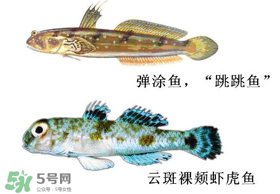 彈涂魚多少錢一斤？彈涂魚有毒嗎