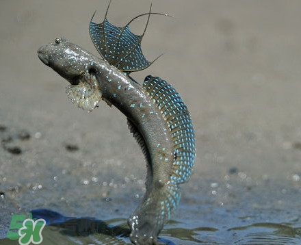 彈涂魚是兩棲動(dòng)物嗎？彈涂魚營養(yǎng)價(jià)值有哪些
