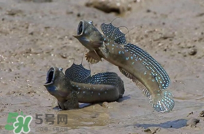 跳跳魚(yú)是什么魚(yú)？跳跳魚(yú)是不是泥鰍