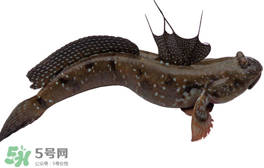 跳跳魚(yú)多少錢(qián)一斤？跳跳魚(yú)是淡水魚(yú)嗎？