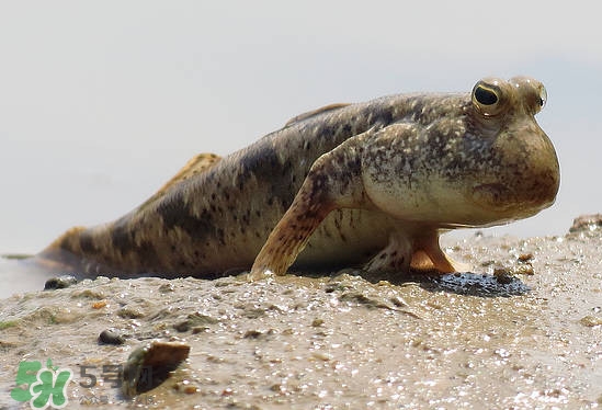 跳跳魚(yú)是什么魚(yú)？跳跳魚(yú)是不是泥鰍