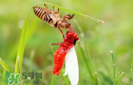 蟬蛹能吃嗎？蟬蛹怎么做好吃