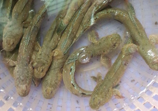 彈涂魚多少錢一斤？彈涂魚有毒嗎