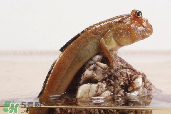 彈涂魚能吃嗎？彈涂魚怎么抓