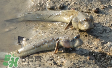 彈涂魚是兩棲動(dòng)物嗎？彈涂魚營養(yǎng)價(jià)值有哪些