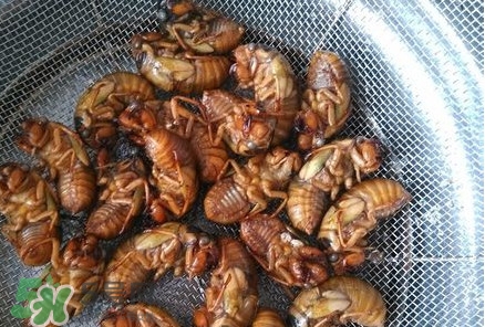 蟬蛹怎么處理？蟬蛹怎么保存