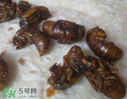 蟬蛹可以人工養(yǎng)殖嗎？蟬蛹的養(yǎng)殖方法