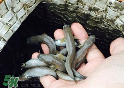 跳跳魚(yú)刺多嗎？跳跳魚(yú)小孩可以吃嗎