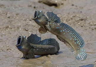 跳跳魚是什么魚？跳跳魚是不是泥鰍