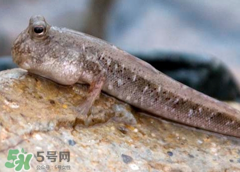 跳跳魚(yú)是什么魚(yú)？跳跳魚(yú)是不是泥鰍