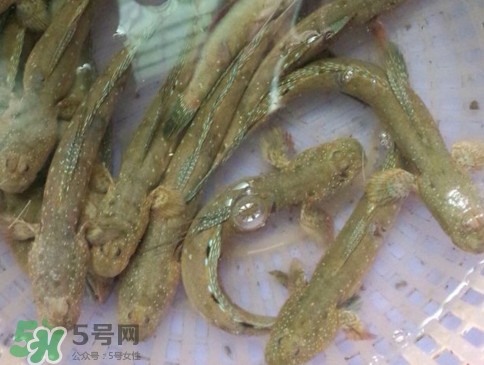 跳跳魚怎么做好吃？跳跳魚的最好吃做法